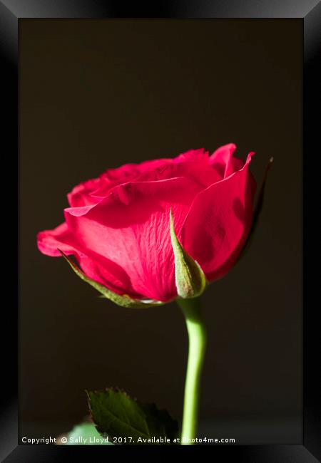 Red Rose Valentine Framed Print by Sally Lloyd