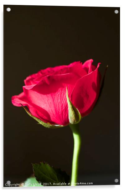 Red Rose Valentine Acrylic by Sally Lloyd