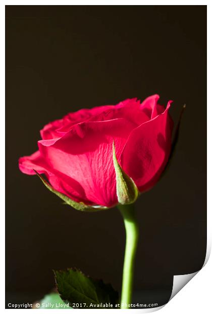 Red Rose Valentine Print by Sally Lloyd