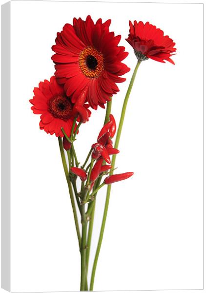 red Gerberas And Red Hot Chillies Canvas Print by Elaine Young