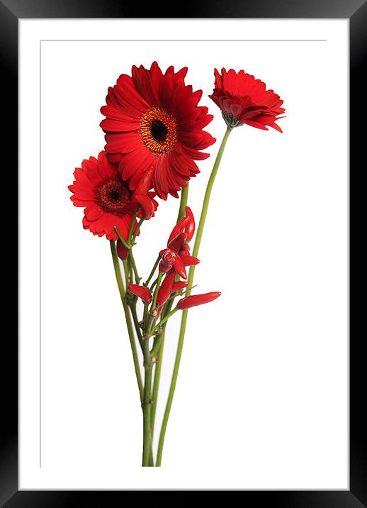 red Gerberas And Red Hot Chillies Framed Mounted Print by Elaine Young