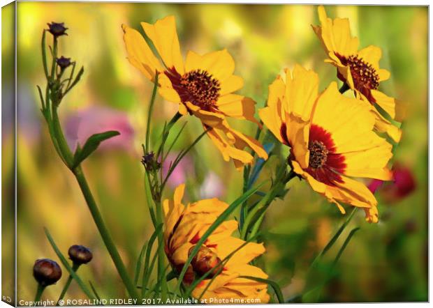 "COSMOS IN THE SUN" Canvas Print by ROS RIDLEY