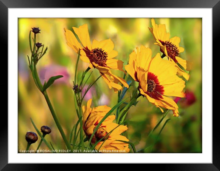 "COSMOS IN THE SUN" Framed Mounted Print by ROS RIDLEY
