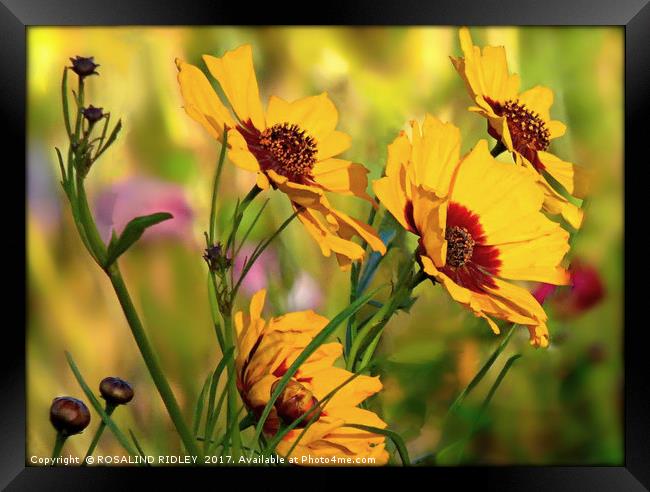 "COSMOS IN THE SUN" Framed Print by ROS RIDLEY