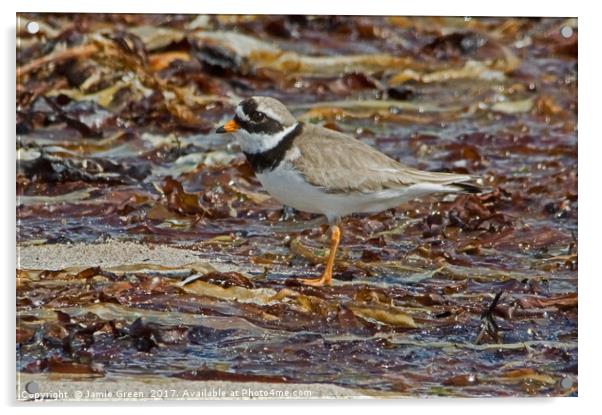 Ringed Plover Acrylic by Jamie Green