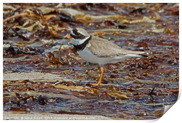 Ringed Plover Print by Jamie Green