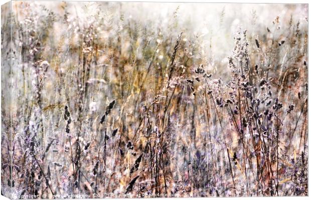 Grasses In The Afternoon Canvas Print by Florin Birjoveanu