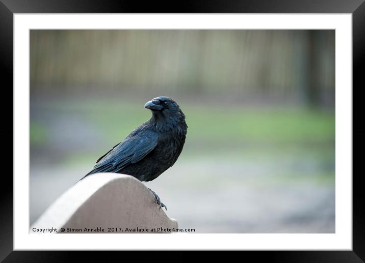 Alert Crow Framed Mounted Print by Simon Annable