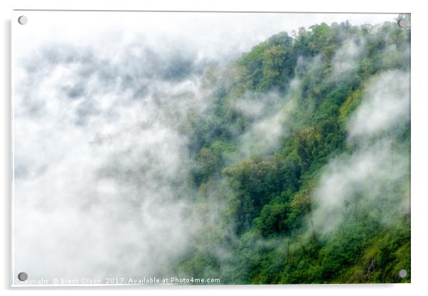 Rain Forest Fog Acrylic by Brent Olson
