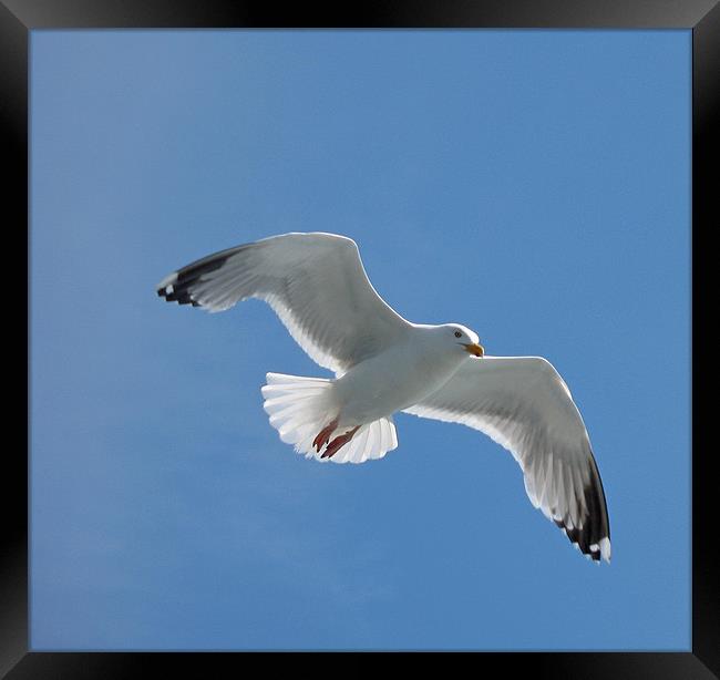 Sea Gull in flight Framed Print by Chris Thaxter