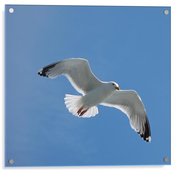 Sea Gull in flight Acrylic by Chris Thaxter