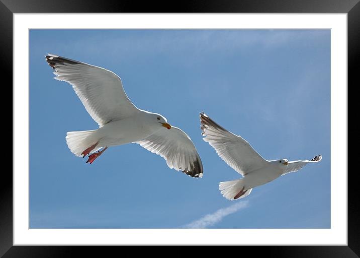Seagulls Framed Mounted Print by Chris Thaxter