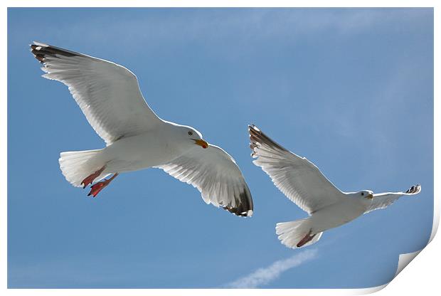 Seagulls Print by Chris Thaxter