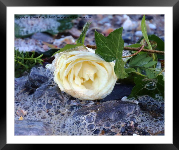 White Rose in the Ebb of the Tide Framed Mounted Print by Jane Emery