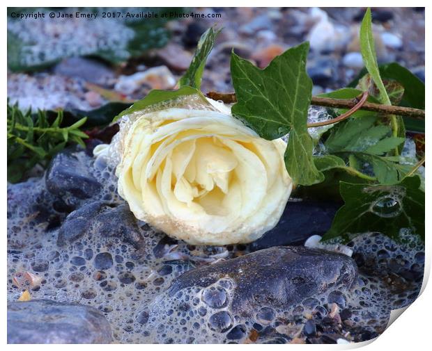 White Rose in the Ebb of the Tide Print by Jane Emery