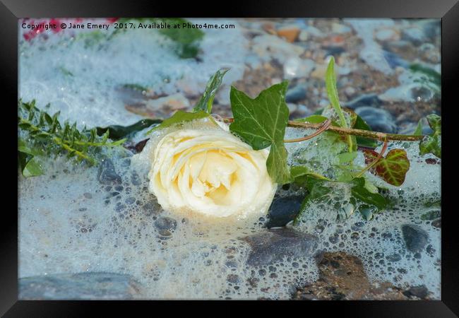 White Rose at the Tides Edge Framed Print by Jane Emery