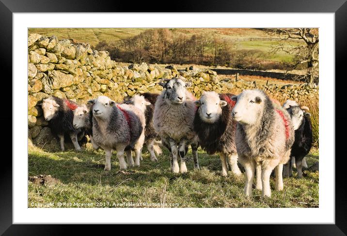 Herdwick sheep Framed Mounted Print by Rob Mcewen