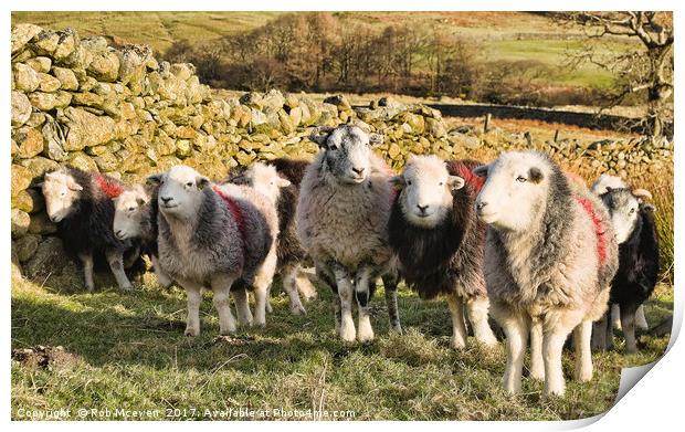 Herdwick sheep Print by Rob Mcewen