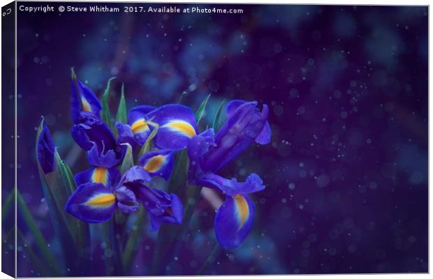 Lilies in the rain. Canvas Print by Steve Whitham