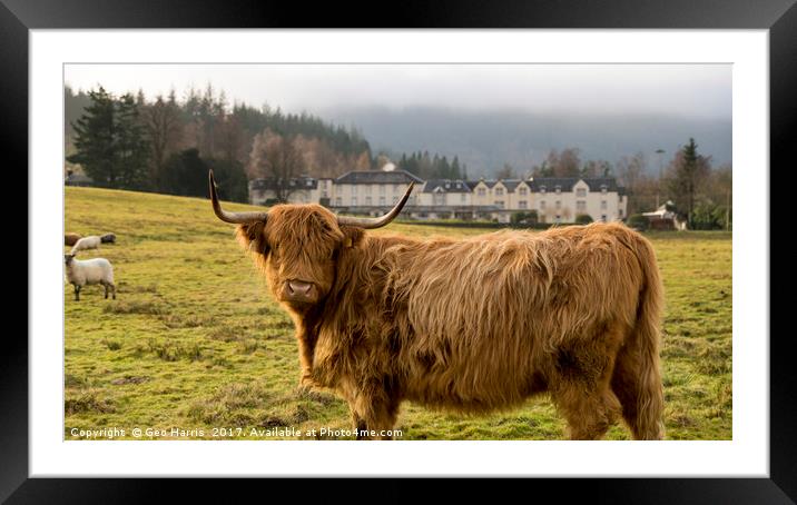 Highland Coo Framed Mounted Print by Geo Harris