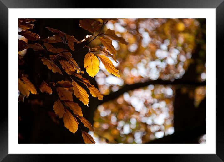 Autumn gold Framed Mounted Print by Simon Wrigglesworth