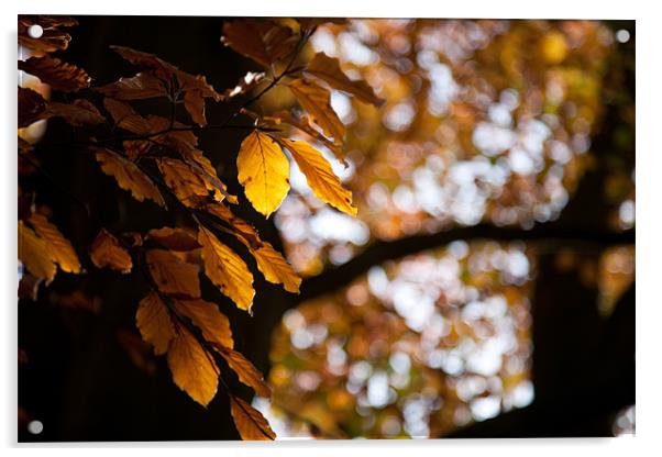 Autumn gold Acrylic by Simon Wrigglesworth