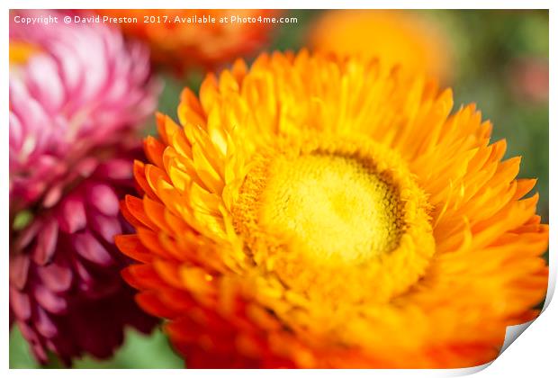 Strawflowers or Everlasting Flowers Print by David Preston