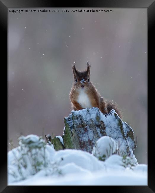 Red Squirrels (Sciurus vulgaris), Framed Print by Keith Thorburn EFIAP/b