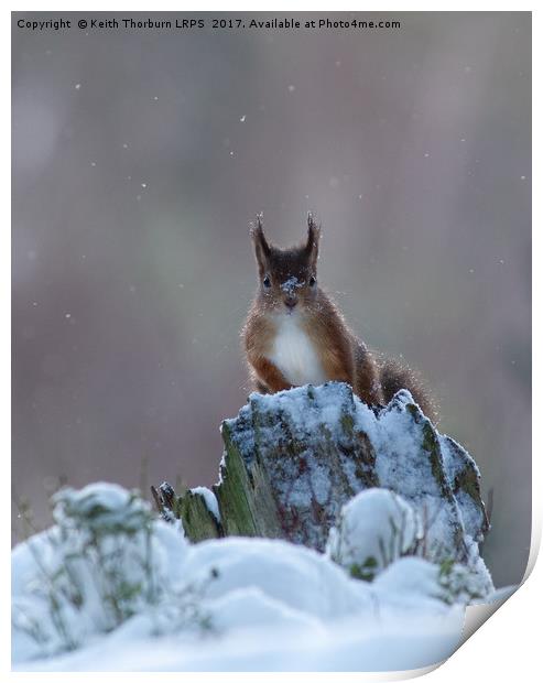 Red Squirrels (Sciurus vulgaris), Print by Keith Thorburn EFIAP/b