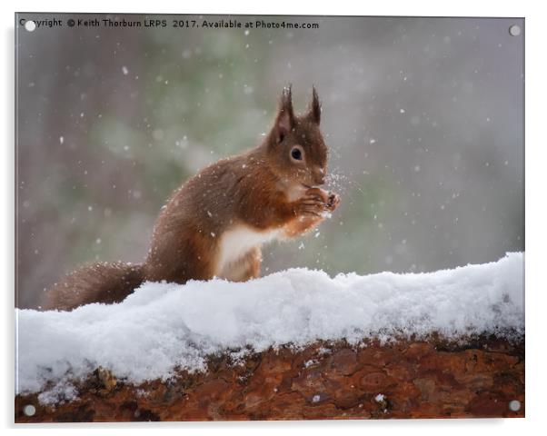 Red Squirrels (Sciurus vulgaris), Acrylic by Keith Thorburn EFIAP/b