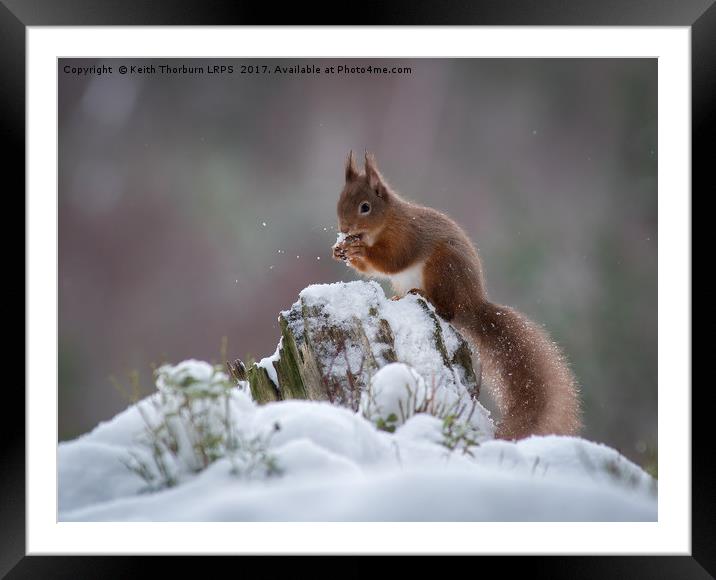Red Squirrels Framed Mounted Print by Keith Thorburn EFIAP/b