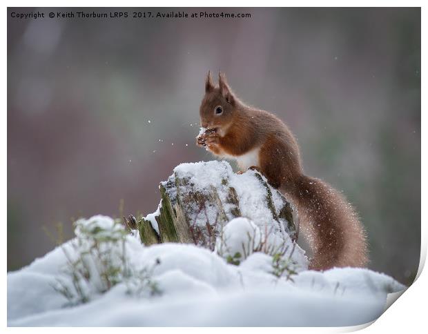 Red Squirrels Print by Keith Thorburn EFIAP/b
