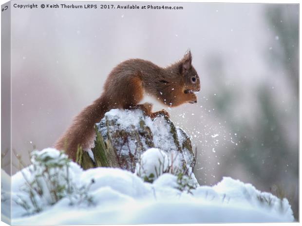 Red Squirrels (Sciurus vulgaris), Canvas Print by Keith Thorburn EFIAP/b