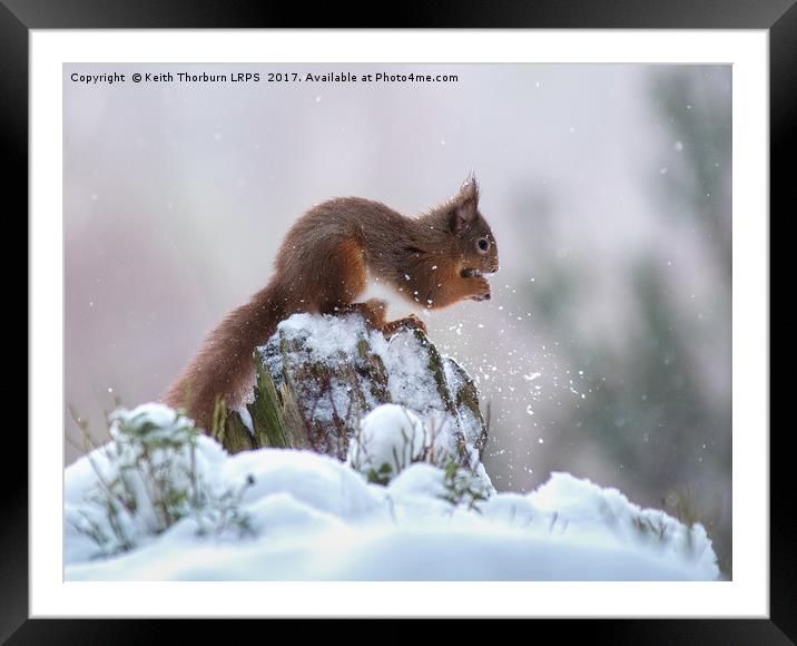 Red Squirrels (Sciurus vulgaris), Framed Mounted Print by Keith Thorburn EFIAP/b