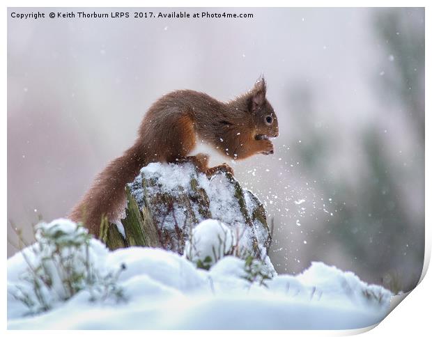 Red Squirrels (Sciurus vulgaris), Print by Keith Thorburn EFIAP/b