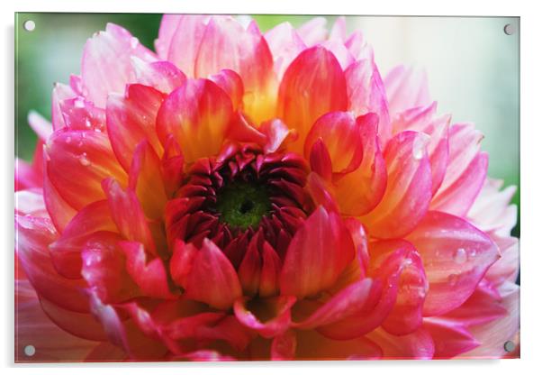 large Dahlia flower Acrylic by Joy Walker