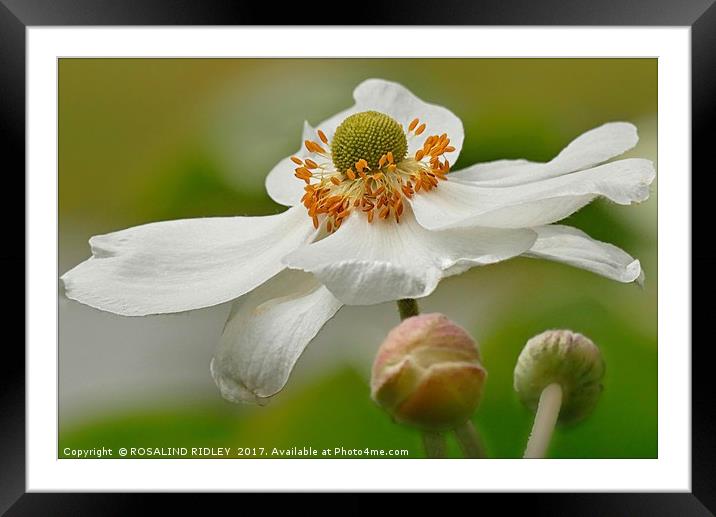 "BEAUTIFUL ANEMONE JAPONICA ALBA" Framed Mounted Print by ROS RIDLEY