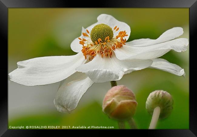 "BEAUTIFUL ANEMONE JAPONICA ALBA" Framed Print by ROS RIDLEY