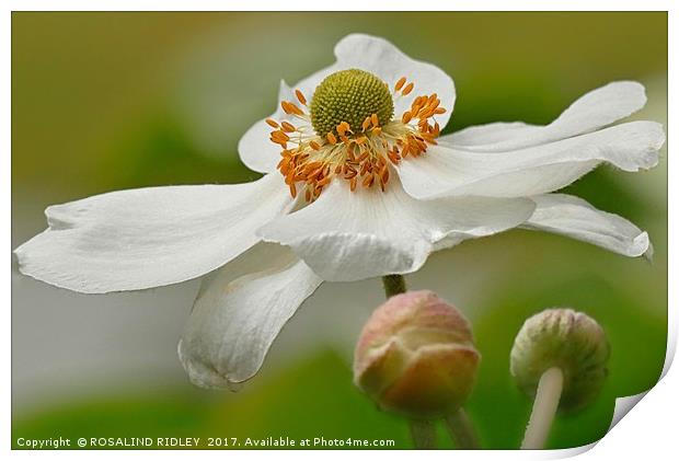 "BEAUTIFUL ANEMONE JAPONICA ALBA" Print by ROS RIDLEY