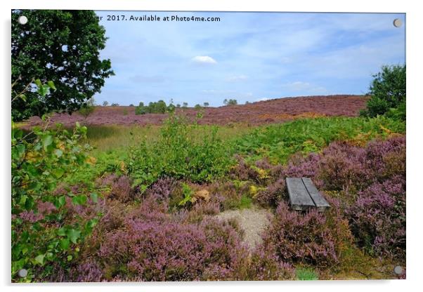 Dunwich Heath Suffolk Acrylic by Diana Mower