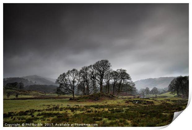 Brathay Copse Print by Phil Buckle