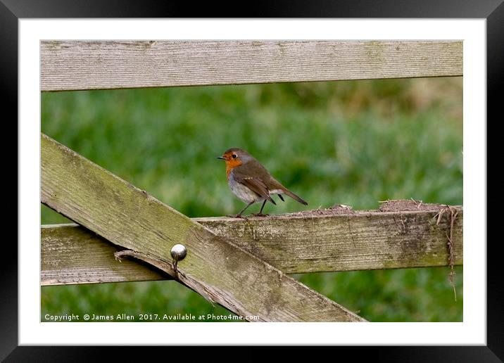 Robin Resting on a Gate! Framed Mounted Print by James Allen