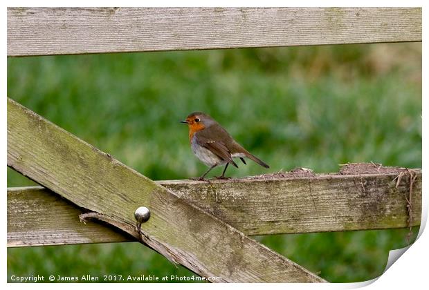 Robin Resting on a Gate! Print by James Allen