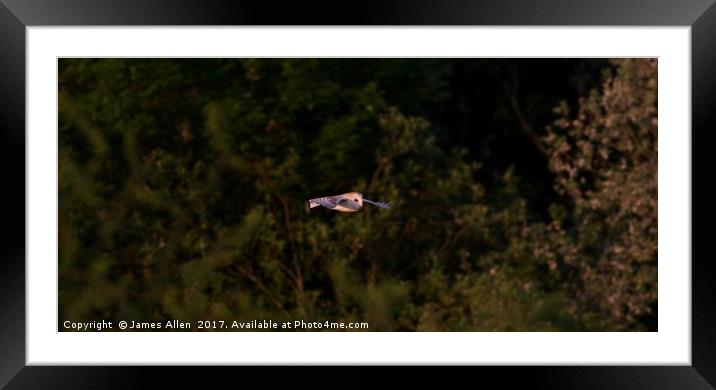 Hovering in the Evening Sun Framed Mounted Print by James Allen