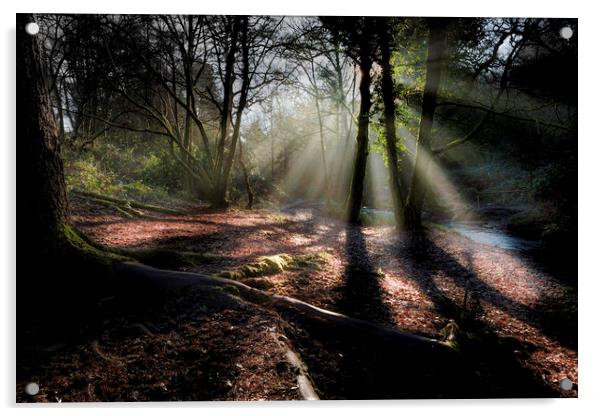 Rays of light at Penllergare woods. Acrylic by Bryn Morgan