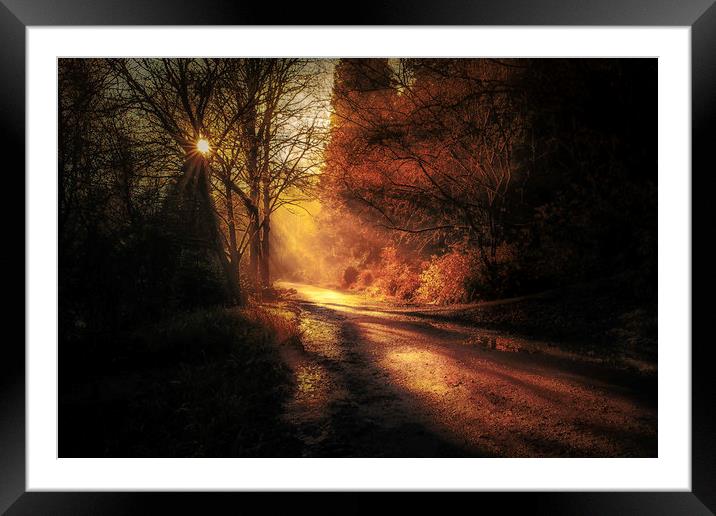 Penllergare woods amongst rays of light Framed Mounted Print by Bryn Morgan