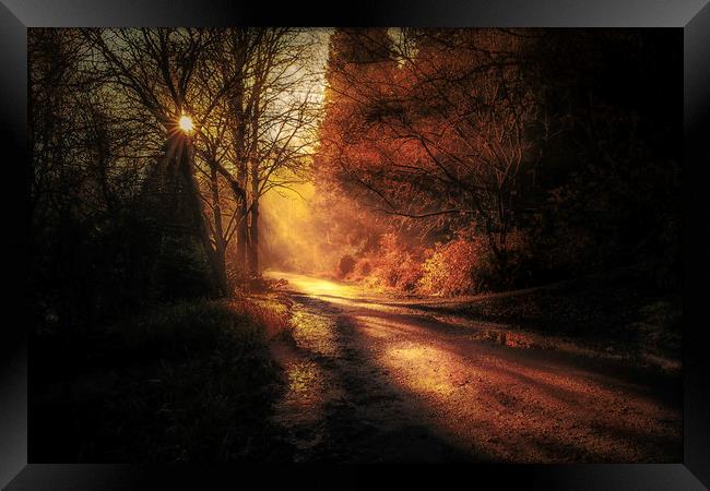 Penllergare woods amongst rays of light Framed Print by Bryn Morgan