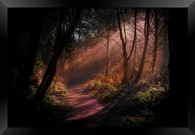 Rays of light at Penllergare woods. Framed Print by Bryn Morgan