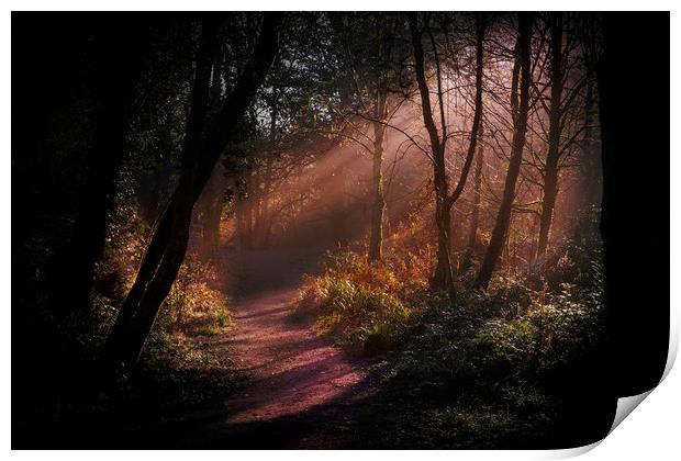 Rays of light at Penllergare woods. Print by Bryn Morgan
