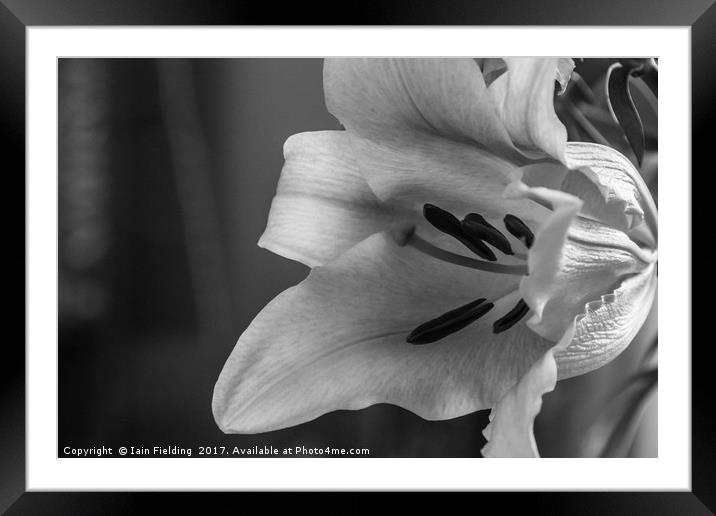 Lily Framed Mounted Print by Iain Fielding